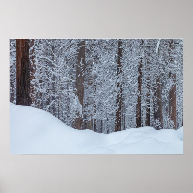  Snow-c0vered Pine Forest Winter Landscape  Poster (Front)