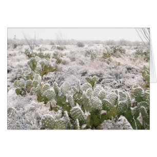 Snow Cactus