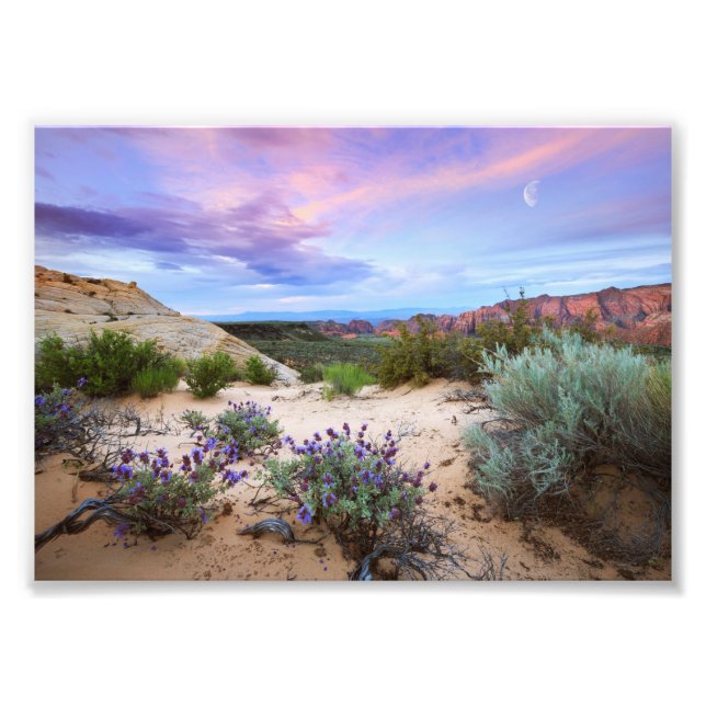 Snow Canyon Sunrise Paysage Fleur sauvage Photo (Devant)