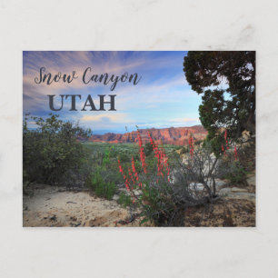 Snow Canyon Utah Wildflowers Postcard