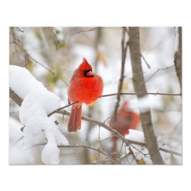 Snow Cardinal Photo Print (Front)