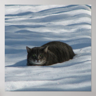 SNOW CAT POSTER