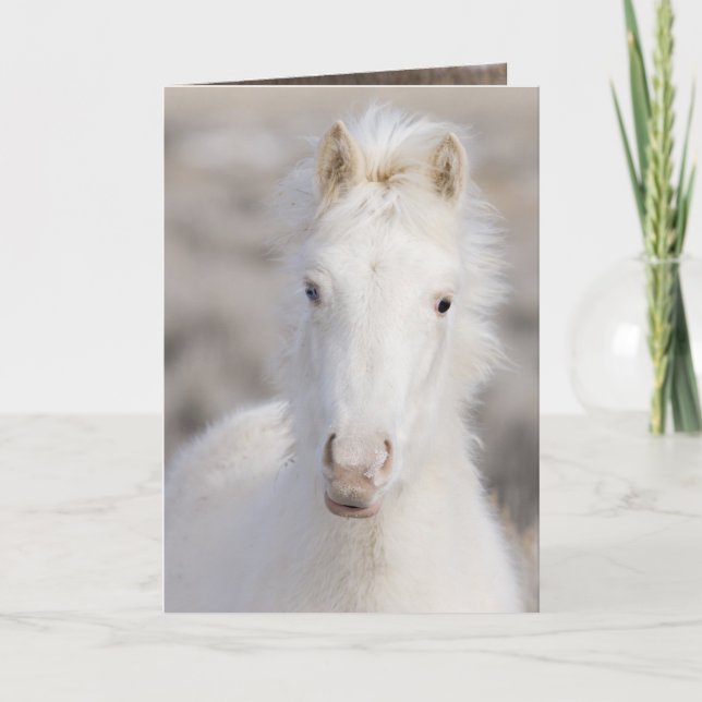 Snow Colt Wild Horse Greeting Card (Front)