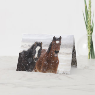 Snow Colts Wild Horse Greeting Card