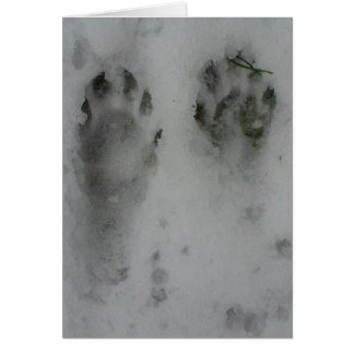 Snow 'coon