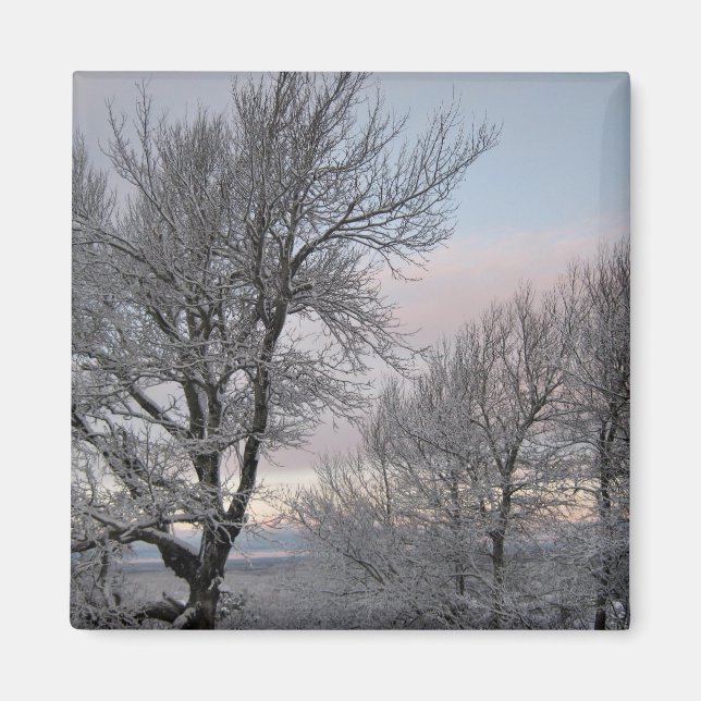 Snow Covered Branches Magnet (Front)
