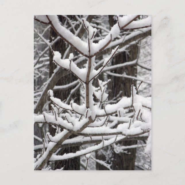 Snow-covered Branches Postcard (Front)