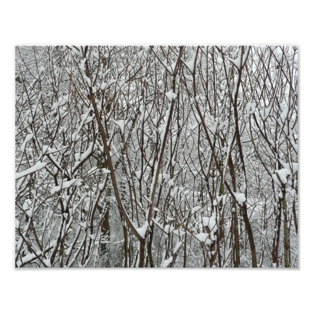 Snow Covered Branches Winter Abstract Photo Print (Front)
