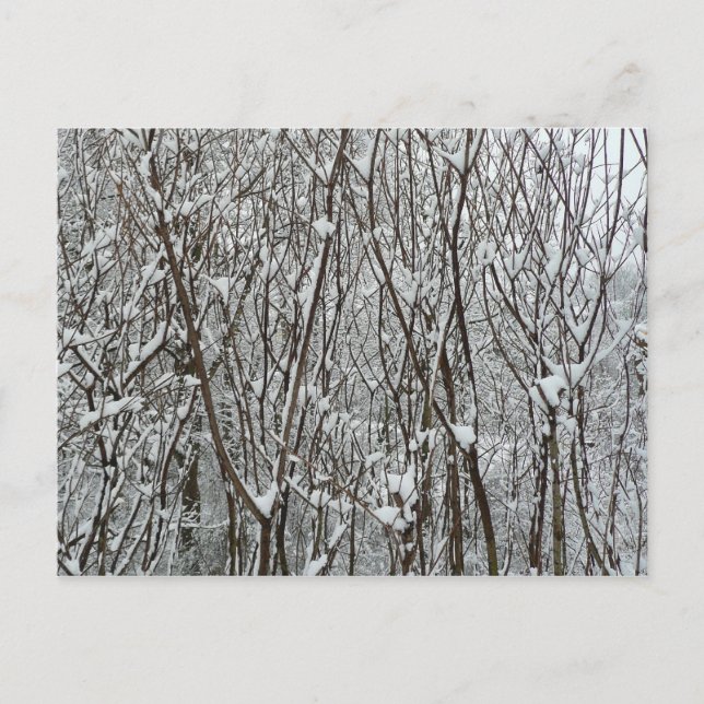 Snow Covered Branches Winter Abstract Postcard (Front)