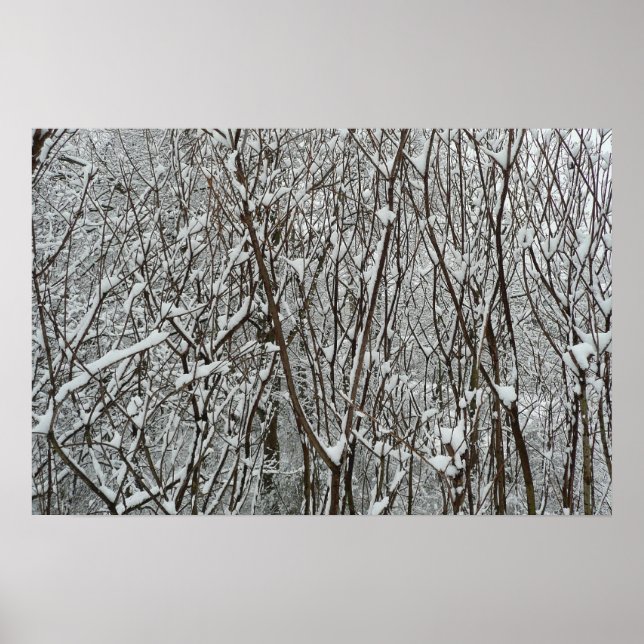 Snow Covered Branches Winter Poster (Front)