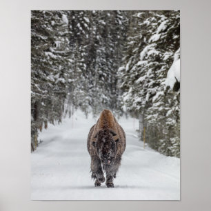 Snow-covered bull bison in a snowy forest poster