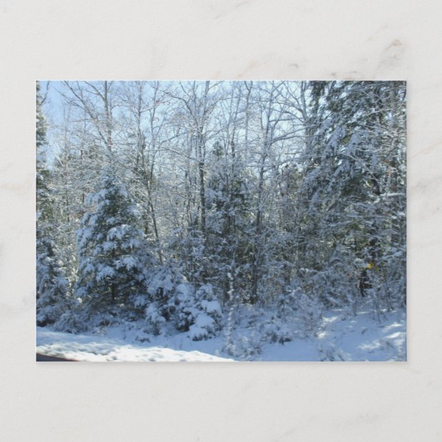 Snow Covered Christmas Trees Blank Post Card (Front)