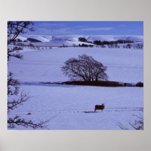 Snow covered fields containing sheep with the poster