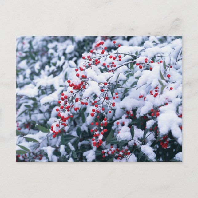 Snow Covered Holly Berries - Holiday Postcards (Front)
