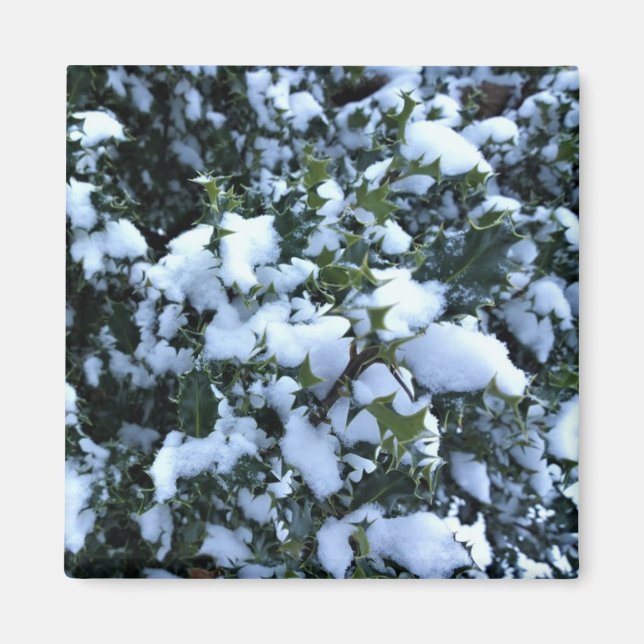 Snow-covered Holly Magnet (Front)