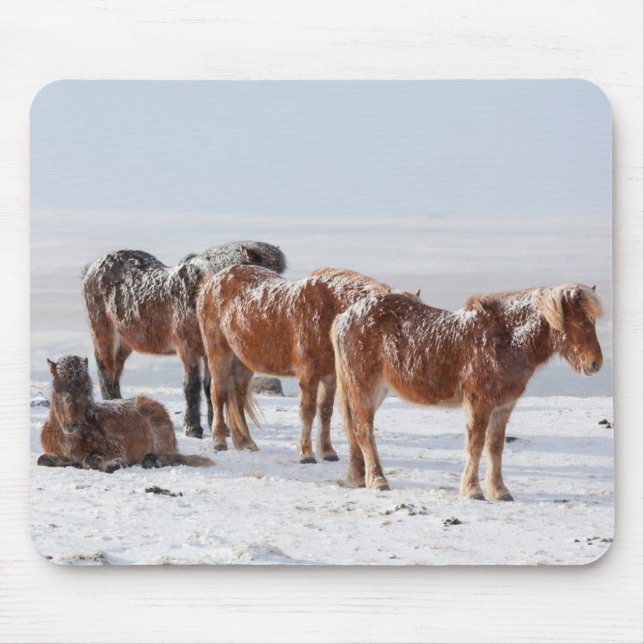 Snow Covered Icelandic Horses Mouse Pad (Front)