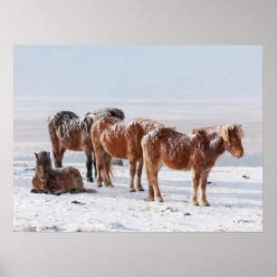 Snow Covered Icelandic Horses Poster