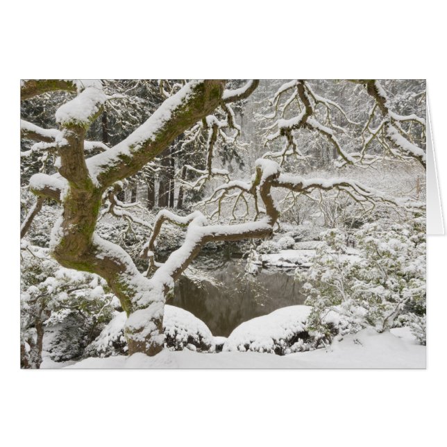 Snow-covered Japanese maple (Front Horizontal)