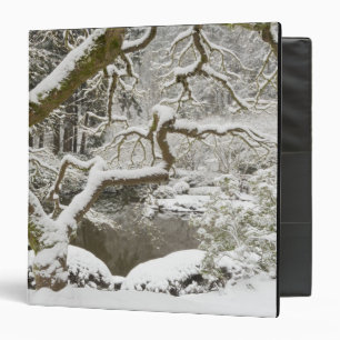 Snow-covered Japanese maple Binder