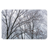 Snow-covered Oak Tree