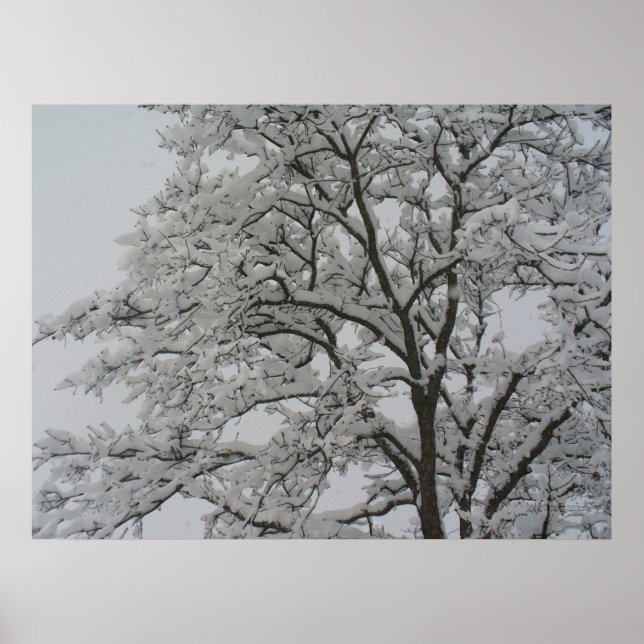 Snow Covered Oak Tree Poster (Front)