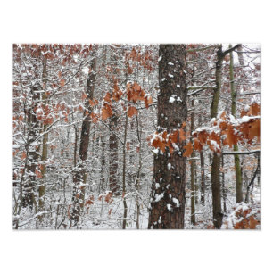 Snow Covered Oak Trees Winter Nature Photography Photo Print