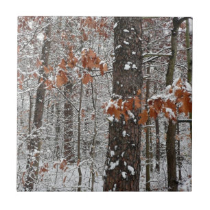 Snow Covered Oak Trees Winter Nature Photography Tile