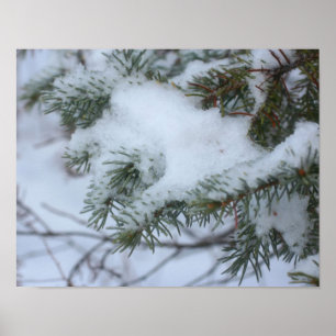 Snow Covered Pine Needles Winter Nature Poster