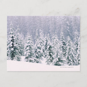 Snow covered pine trees postcard