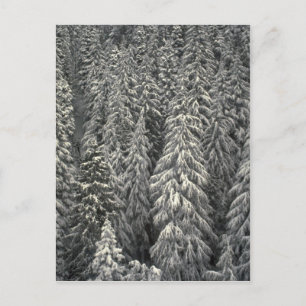 Snow-covered pine trees postcard