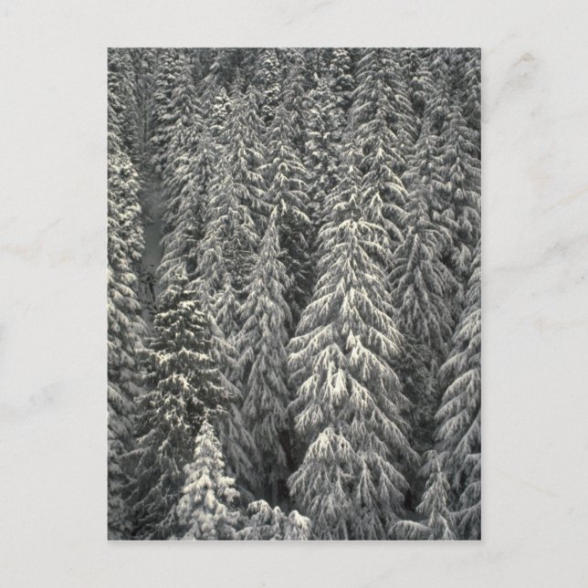 Snow-covered pine trees postcard (Front)