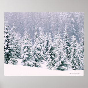 Snow covered pine trees poster