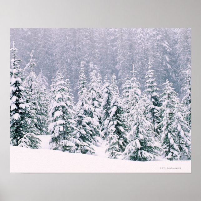 Snow covered pine trees poster (Front)