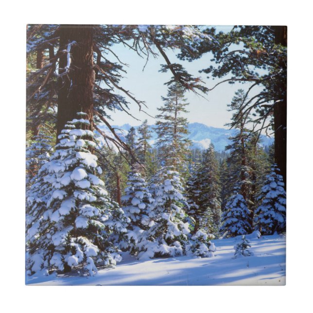 Snow-covered Red Fir trees in the High Sierra 2 Tile (Front)