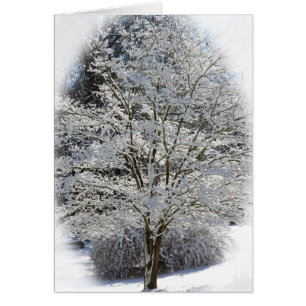 Snow Covered Tree