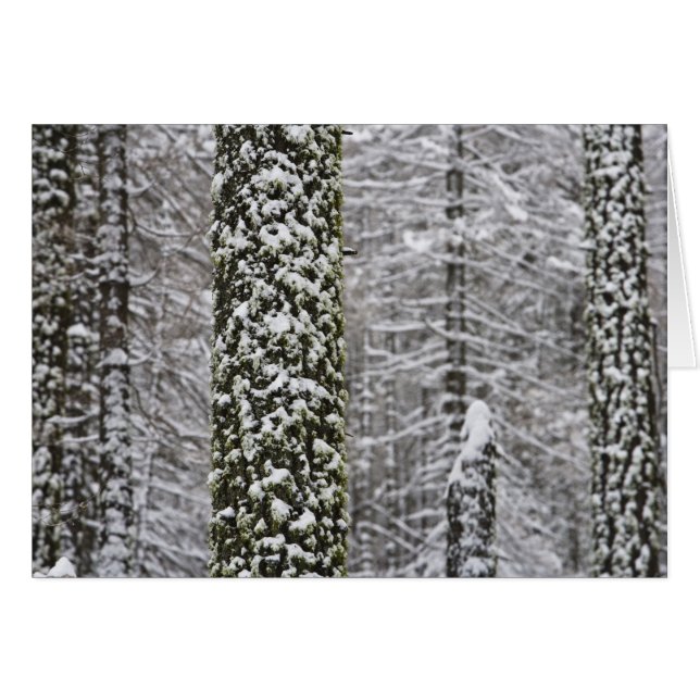 Snow covered tree trunks in Yosemite valley - (Front Horizontal)