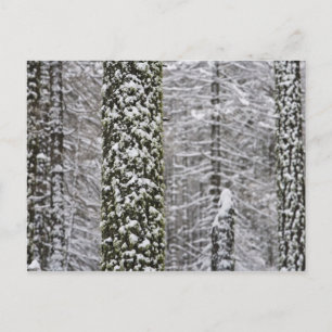 Snow covered tree trunks in Yosemite valley - Postcard