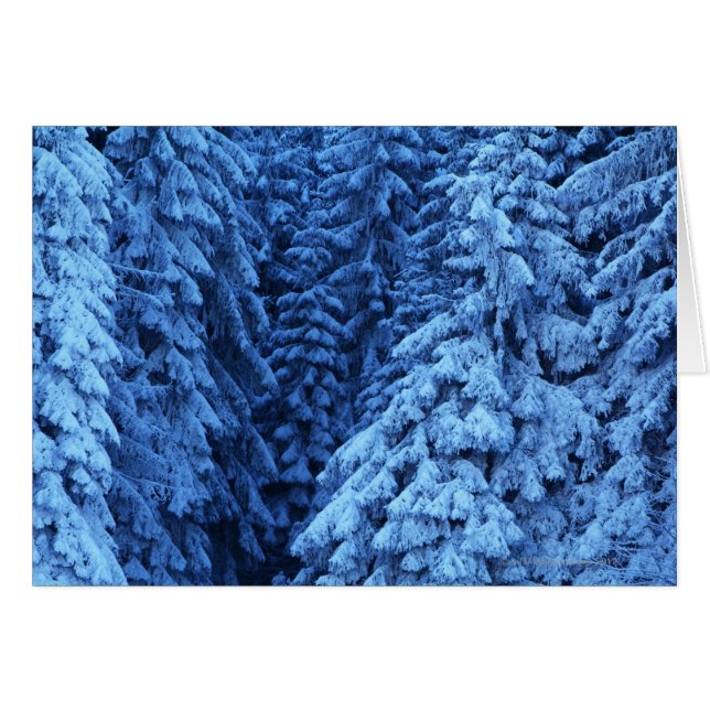 snow covered trees (Front Horizontal)