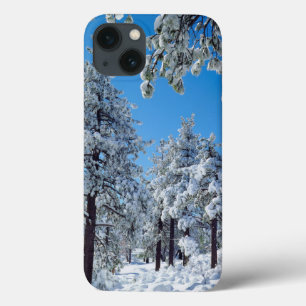 Snow-covered trees in the Laguna Mountains iPhone 13 Case
