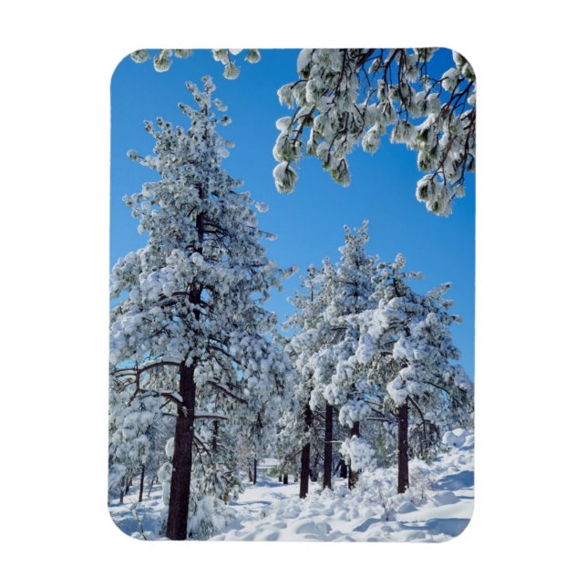 Snow-covered trees in the Laguna Mountains Magnet (Vertical)