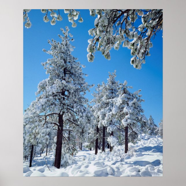 Snow-covered trees in the Laguna Mountains Poster (Front)