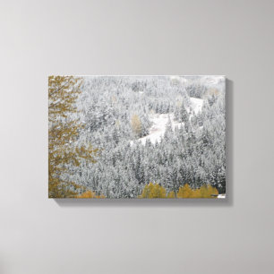 Snow Covered Trees in Whistler, B.C. Canvas Print