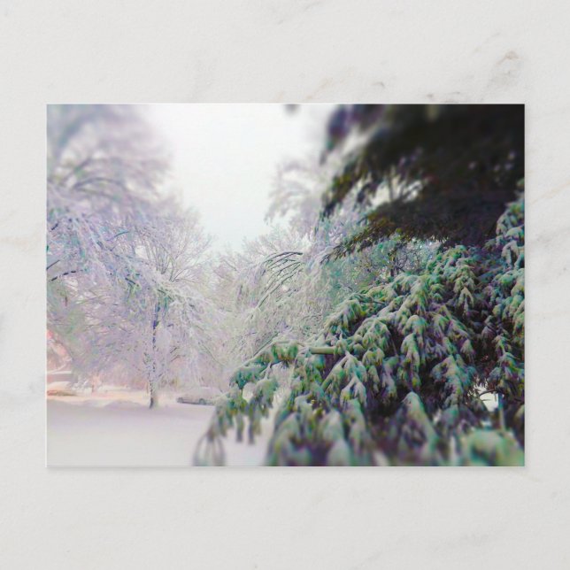 Snow Covered Trees, Pine on KC Street Postcard (Front)