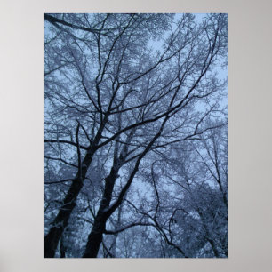 Snow Covered Trees Poster