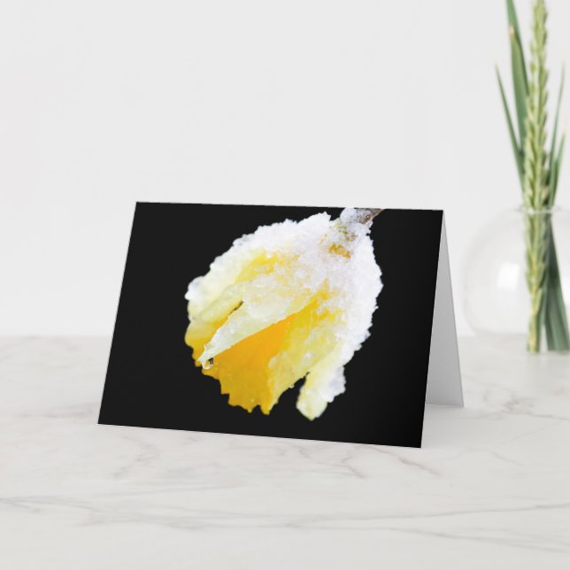 Snow Covered Yellow Daffodil Early Spring Blank Card (Front)