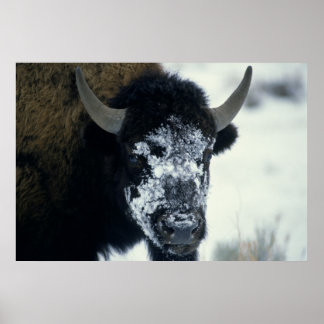Snow coverered Buffalo Poster