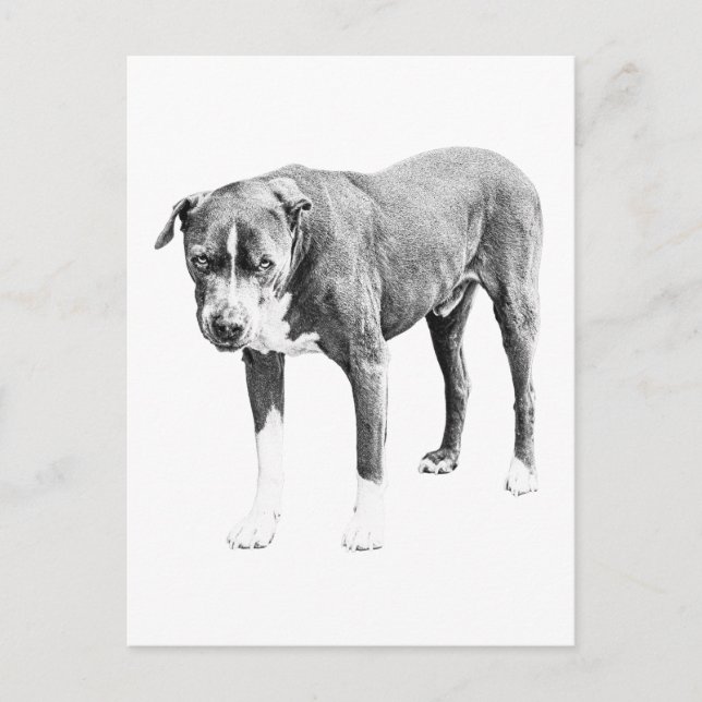 Snow-Day Pit Bull Postcard (Front)