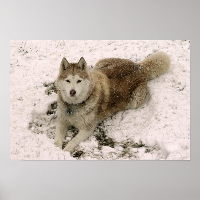 Snow Dog 2 Poster (Front)