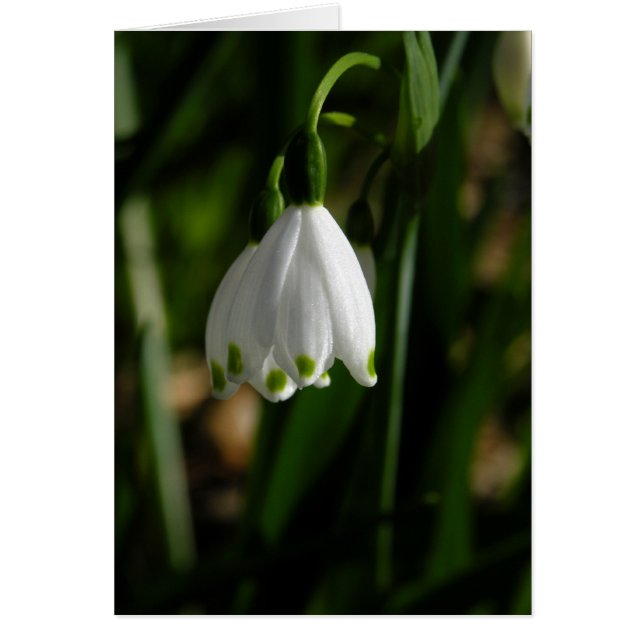Snow Drop Flower Card (Front)