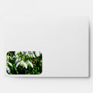 Snow Drops - Winter Blooming Bulb Flowers Envelope